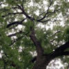 leviandtree